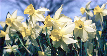 Daffodil Narcissus Mix 60 Days of Daffodils 50 Bulbs