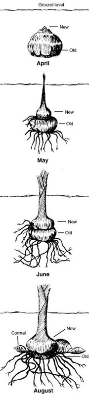 Development of gladiolus corm