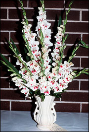 Gladioli come in a wide array of colors