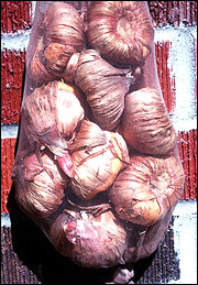 Storing corms