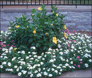 Annuals in a bed
