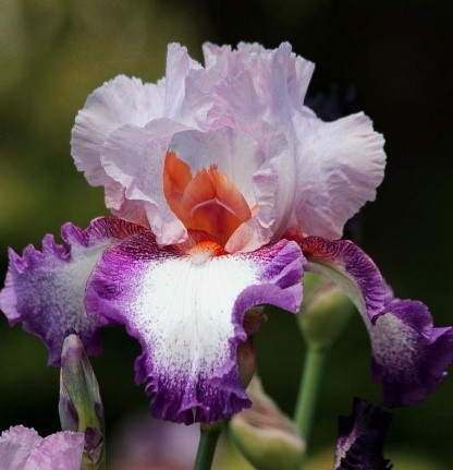 Bearded irises.