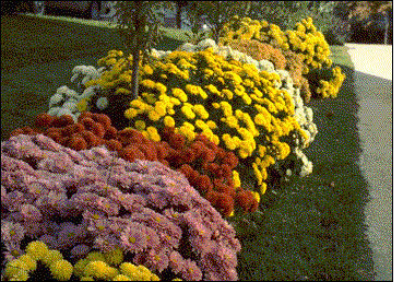 Chrysanthemums.