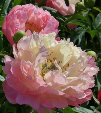 Peonies.