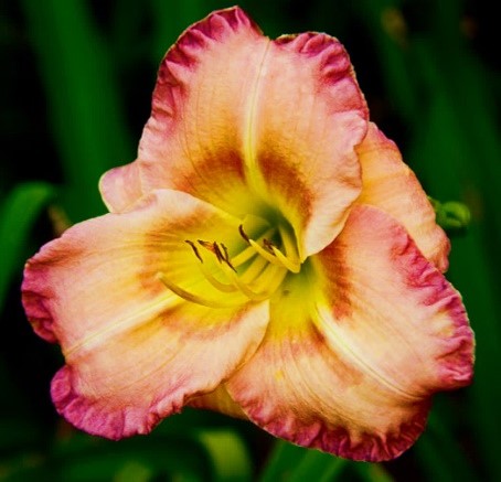 Daylily.