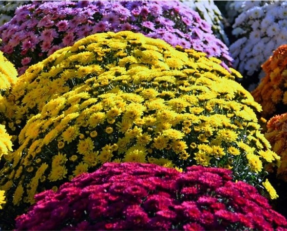 Chrysanthemums.