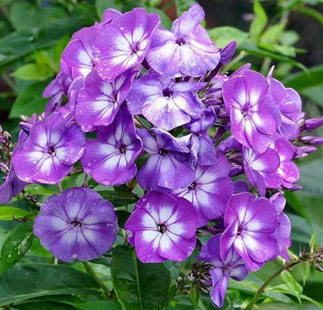 Garden phlox.