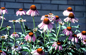 Wildflowers Falling Over: Keeping Wildflowers From Drooping In Gardens