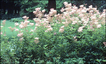 Wildflowers Falling Over: Keeping Wildflowers From Drooping In