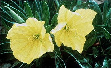 Missouri primrose