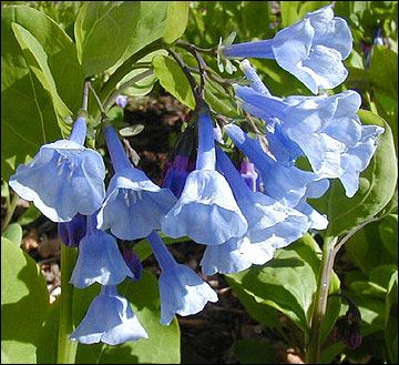 Virginia bluebell