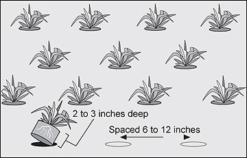 Planting pattern