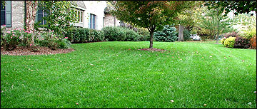 A lawn