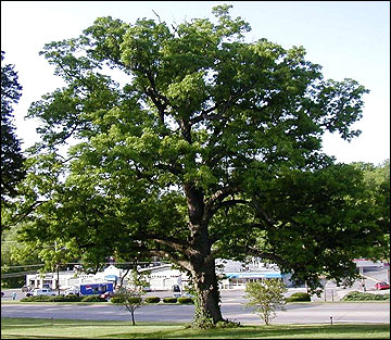 White oak