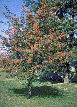 The Washington hawthorn 