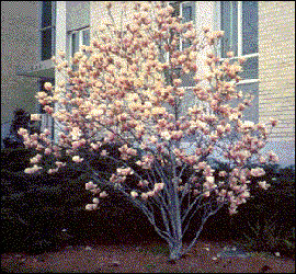 Saucer magnolia