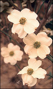 Dogwood blooms