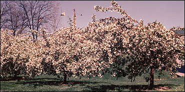 Flowering crab apple