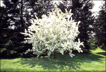 The flowering crab apple