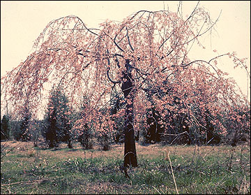 A weeping cherry