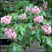 Red horsechestnut