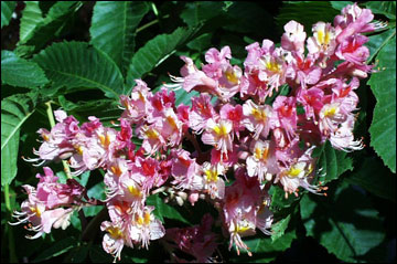 Red horsechestnut