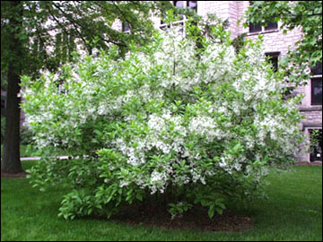 White fringetree