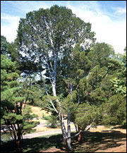 Lacebark pine