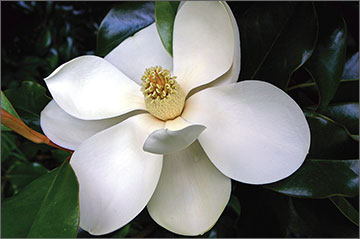 Southern magnolia