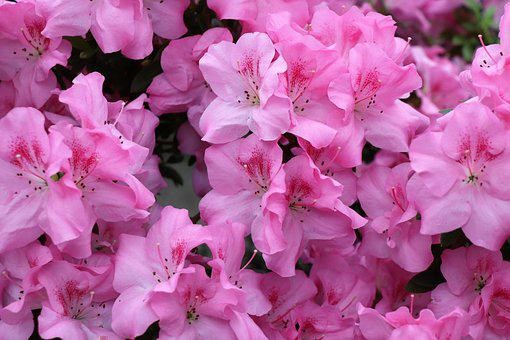 Growing Azaleas and Rhododendrons | MU Extension