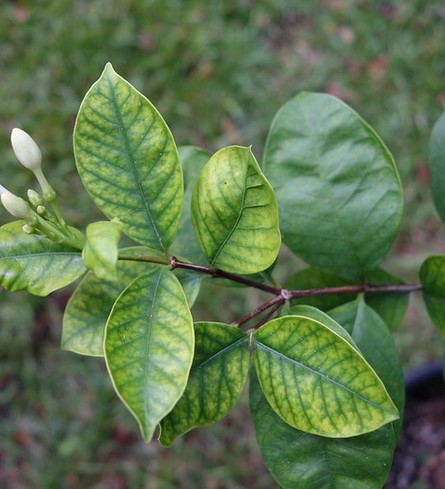 iron chlorosis