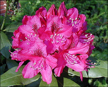 Rhododendron catawbiense