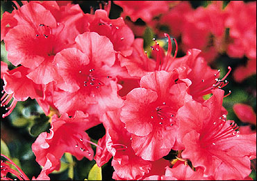 Girard hybrid azaleas