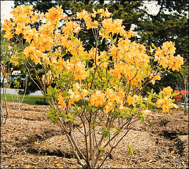 Deciduous azaleas store