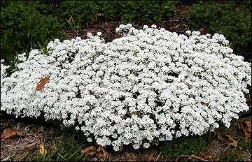 Selected Ground Covers For Missouri Mu Extension