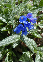 Lungwort