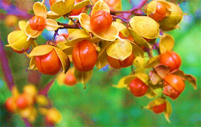 Bittersweet fuit capsules and seeds