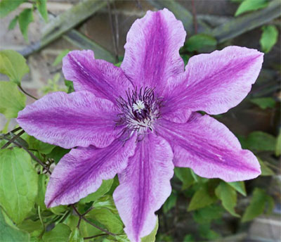 Hybrid clematis