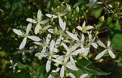 Sweet autumn clematis