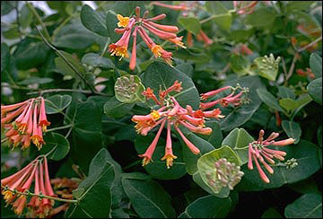 Scarlet trumpet honeysuckle