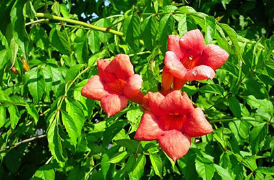 trumpet creeper