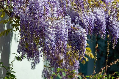 wisteria