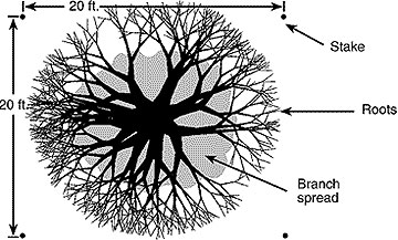 Surface application of fertilizer around a tree