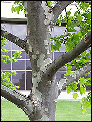 Scaffold branches