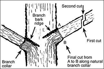 Prune large branches in three cuts