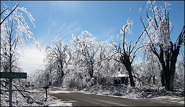 Damaged trees