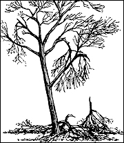 A healthy mature tree can recover even when several major limbs are damaged