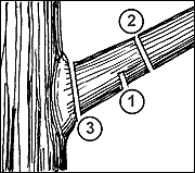 Prune large branches with this sequence of cuts