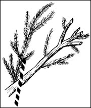 Prune evergreen shrubs