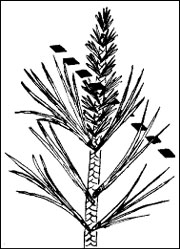 Trim mugho pine